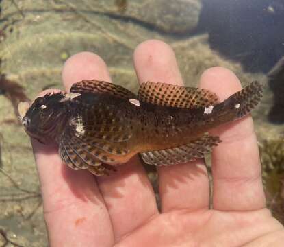 Image of Bald sculpin