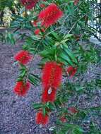 صورة Callistemon viminalis (Sol. ex Gaertn.) G. Don