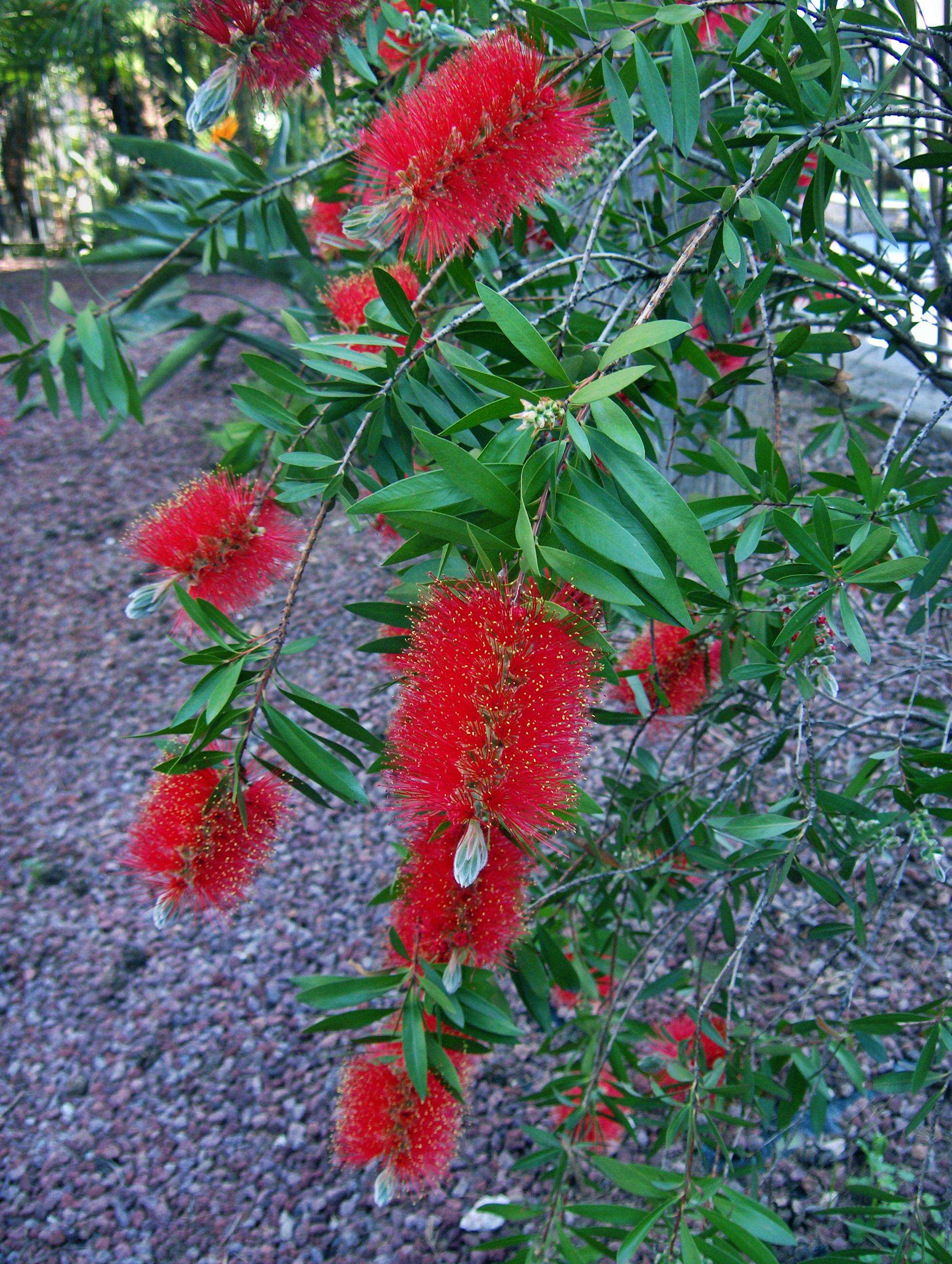 صورة Callistemon viminalis (Sol. ex Gaertn.) G. Don