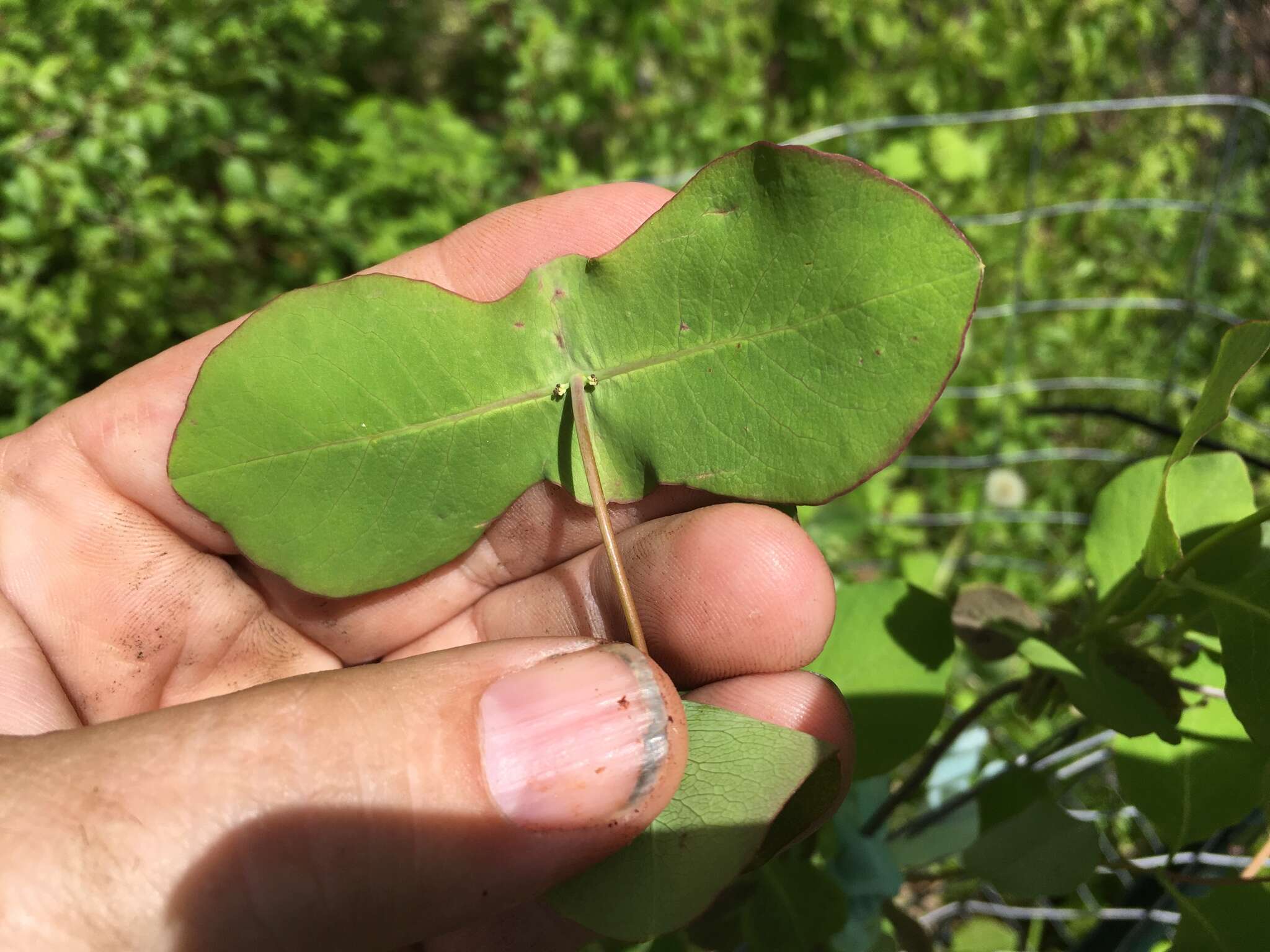 Image of grape honeysuckle