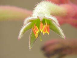 Image of Anigozanthos flavidus Redouté