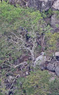 Image of Bolle's Laurel Pigeon