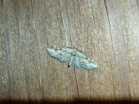 Image of Eupithecia ericeata Rambur 1833