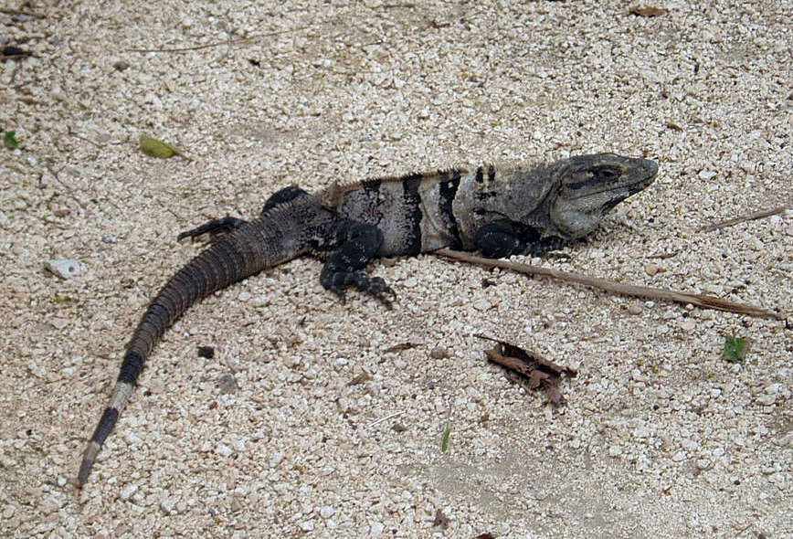 Image of Ctenosaura