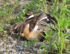 Image of Killdeer