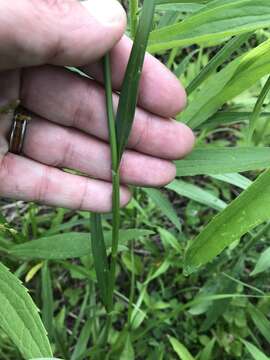 Imagem de Scirpus pendulus Muhl.