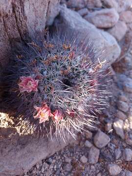 Image de Mammillaria johnstonii Orcutt