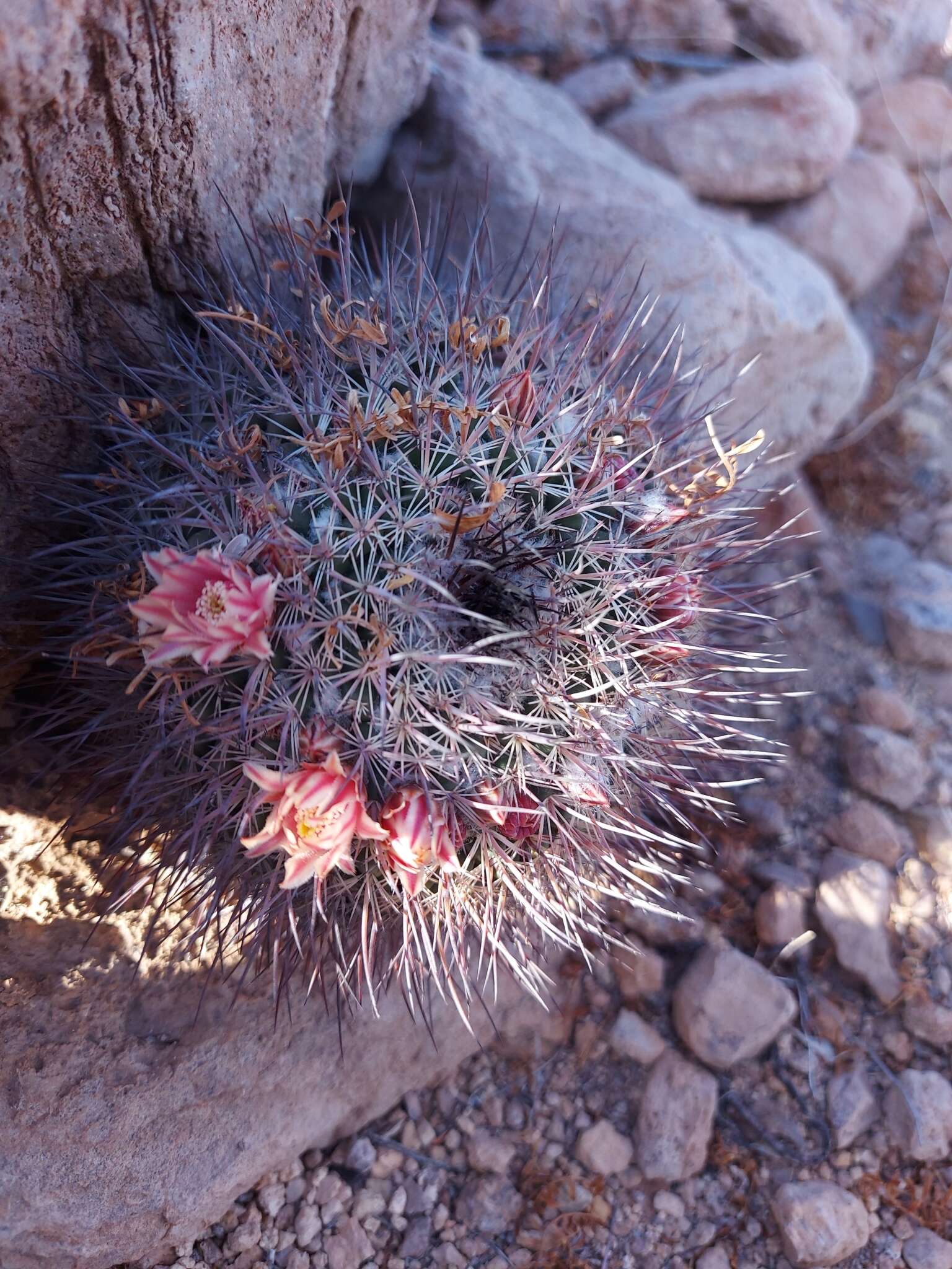 Image de Mammillaria johnstonii Orcutt