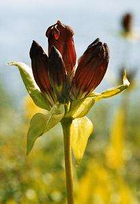 Image of Gentiana purpurea L.