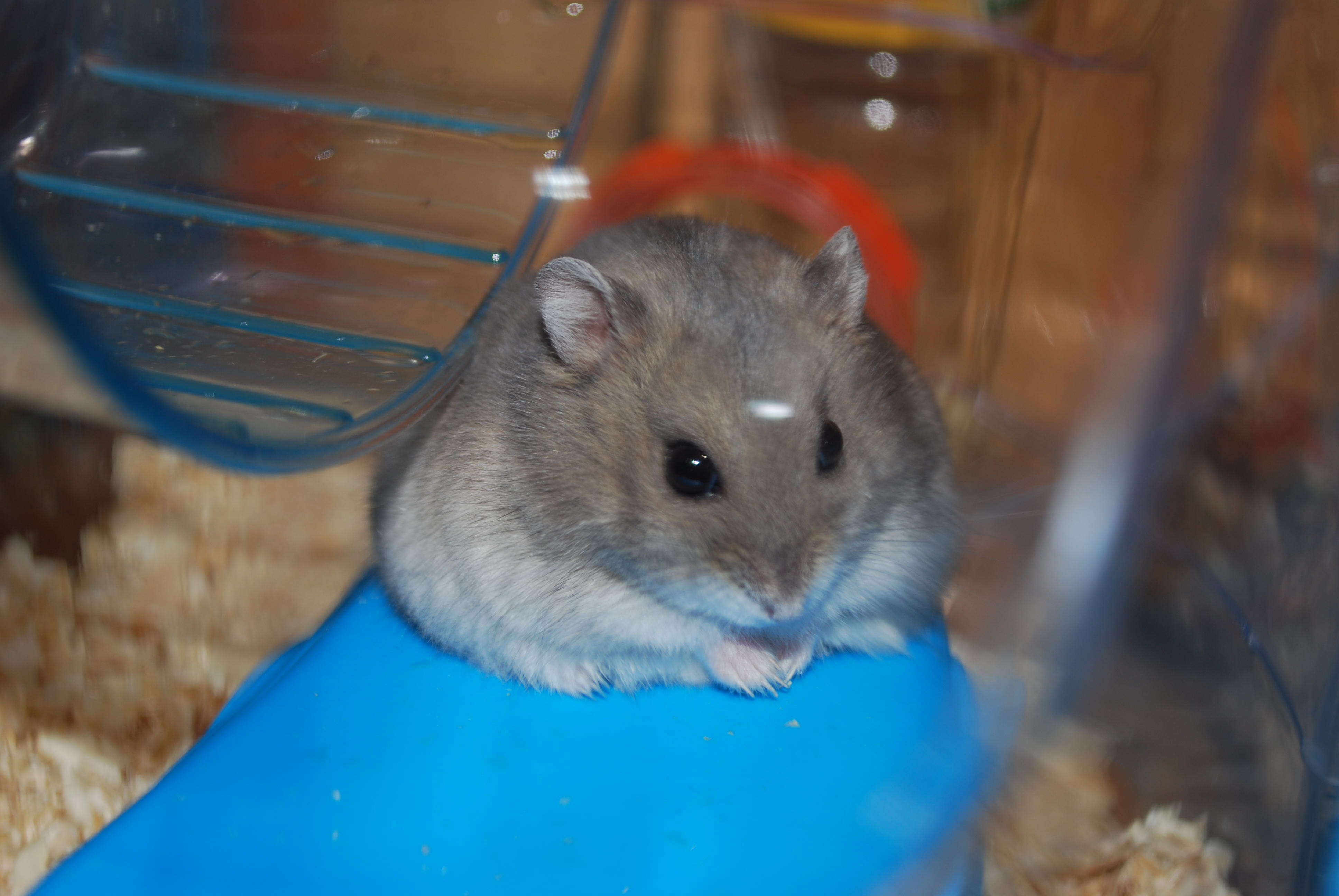 Image of Dzhungarian Hamster