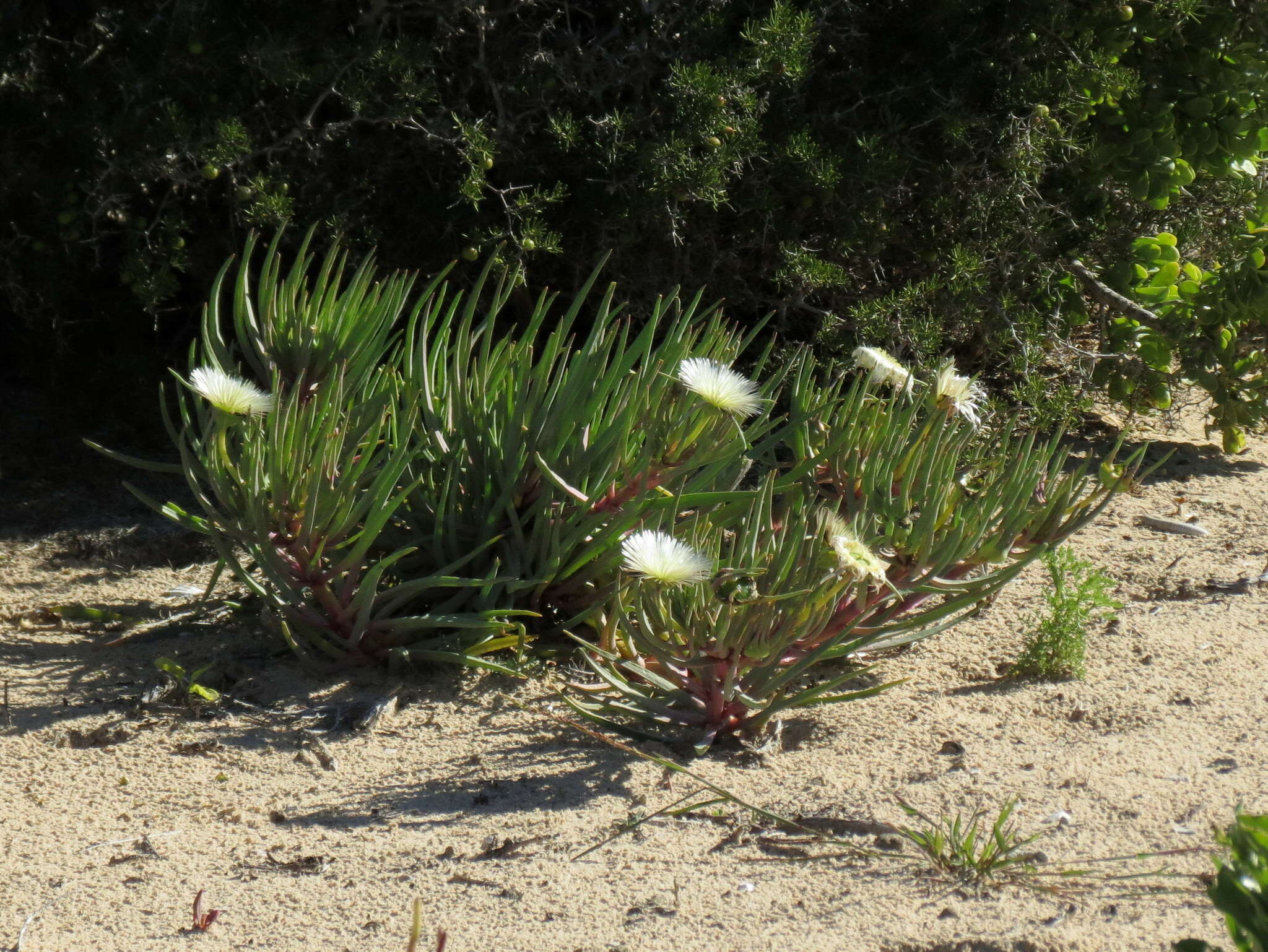 Imagem de Conicosia pugioniformis subsp. alborosea (L. Bol.) Ihlenfeldt & Gerbaulet