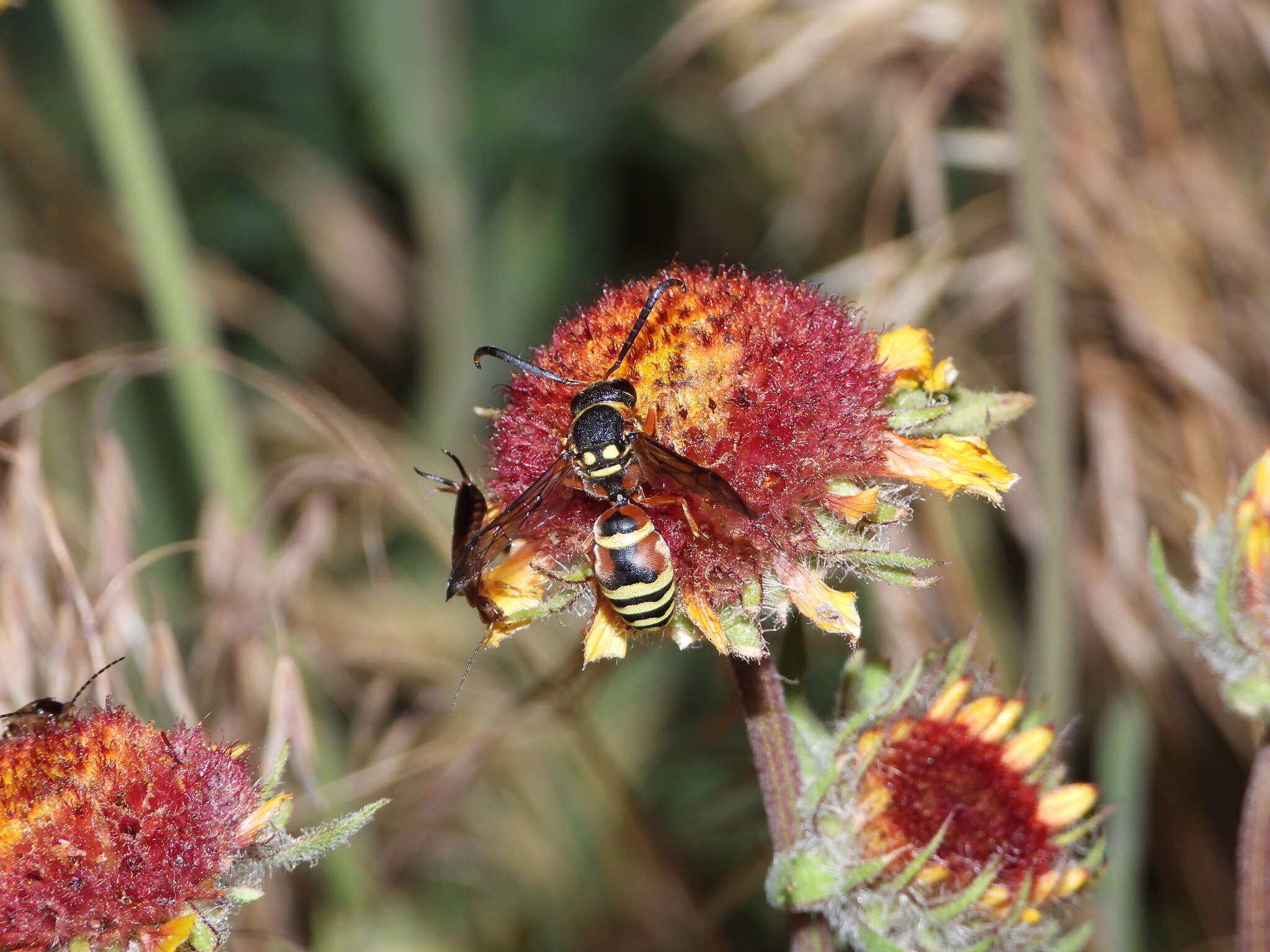 Sivun Pterocheilus quinquefasciatus Say 1824 kuva