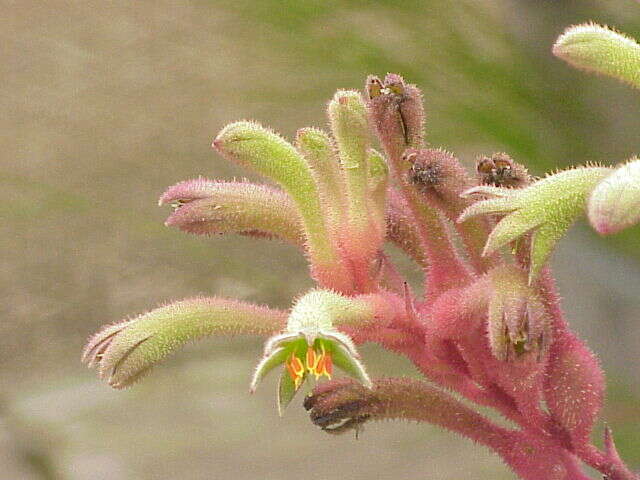 Image of Anigozanthos flavidus Redouté