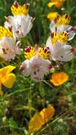 Image of Alstroemeria pulchra subsp. pulchra