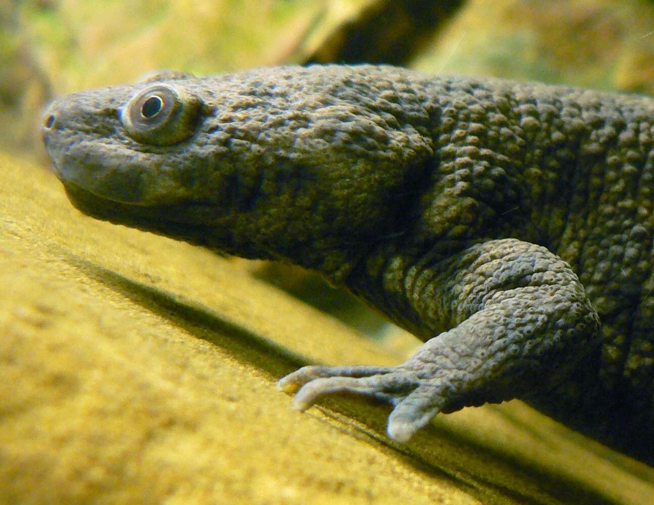 Image of Sharp-ribbed Salamander