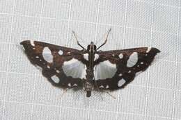 Glyphodes conjunctalis Walker (1866) resmi