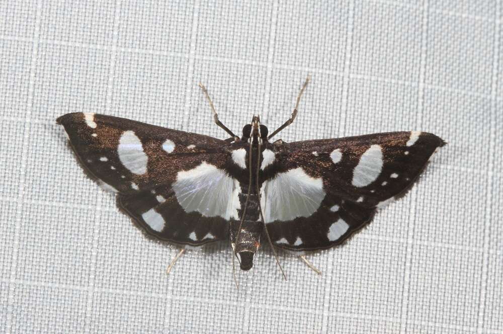 Glyphodes conjunctalis Walker (1866) resmi