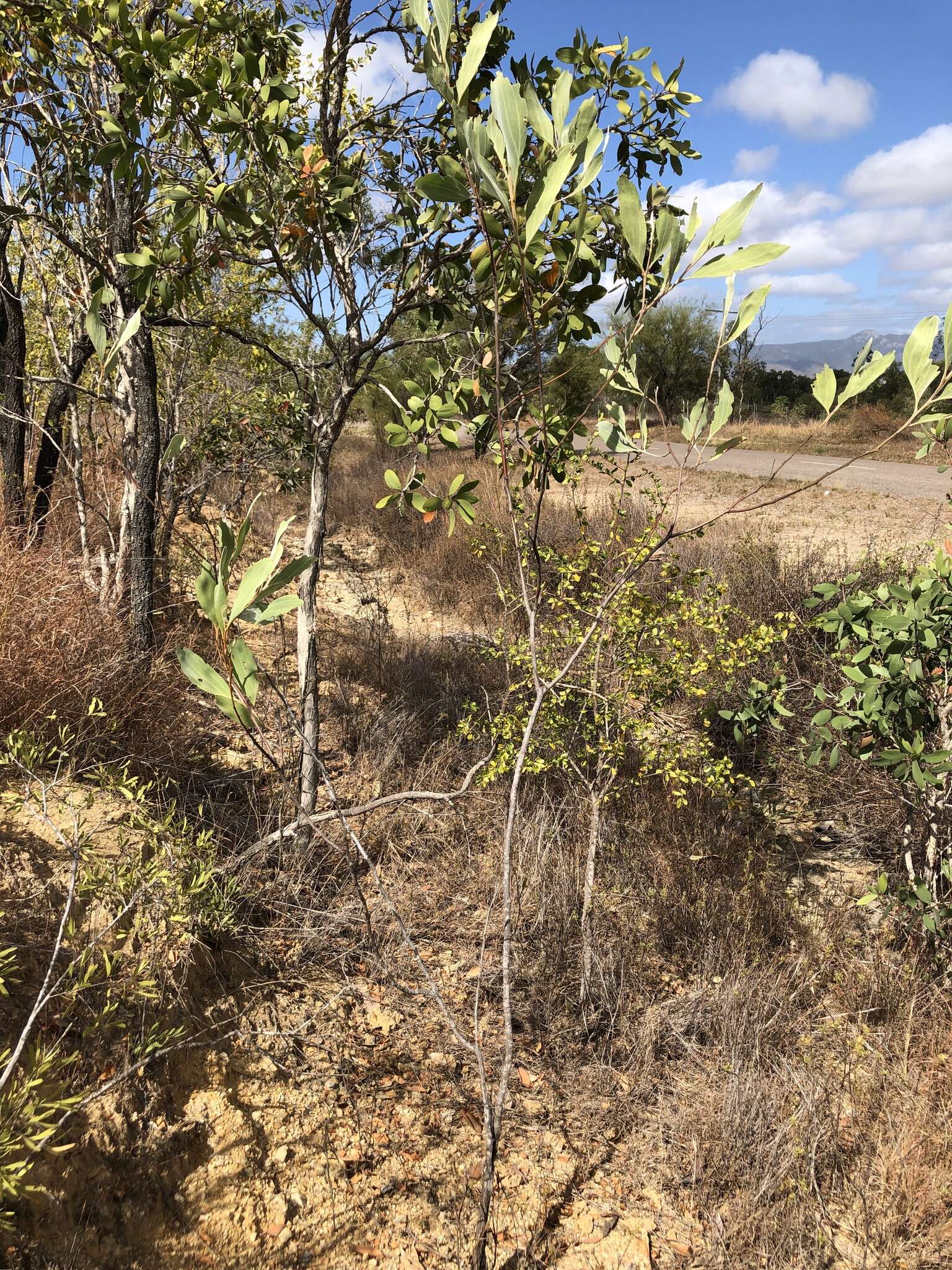 Image of candelabra wattle