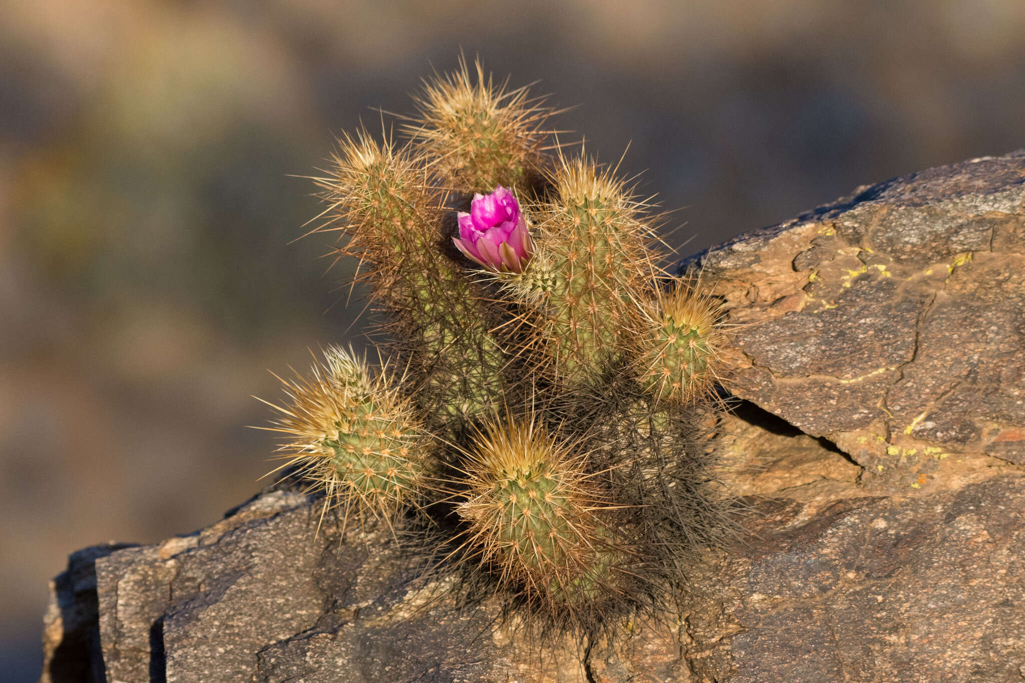 Image of Engelmann's hedgehog cactus