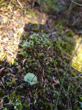 Image of Cyrtostylis tenuissima (Nicholls & Goadby) D. L. Jones & M. A. Clem.