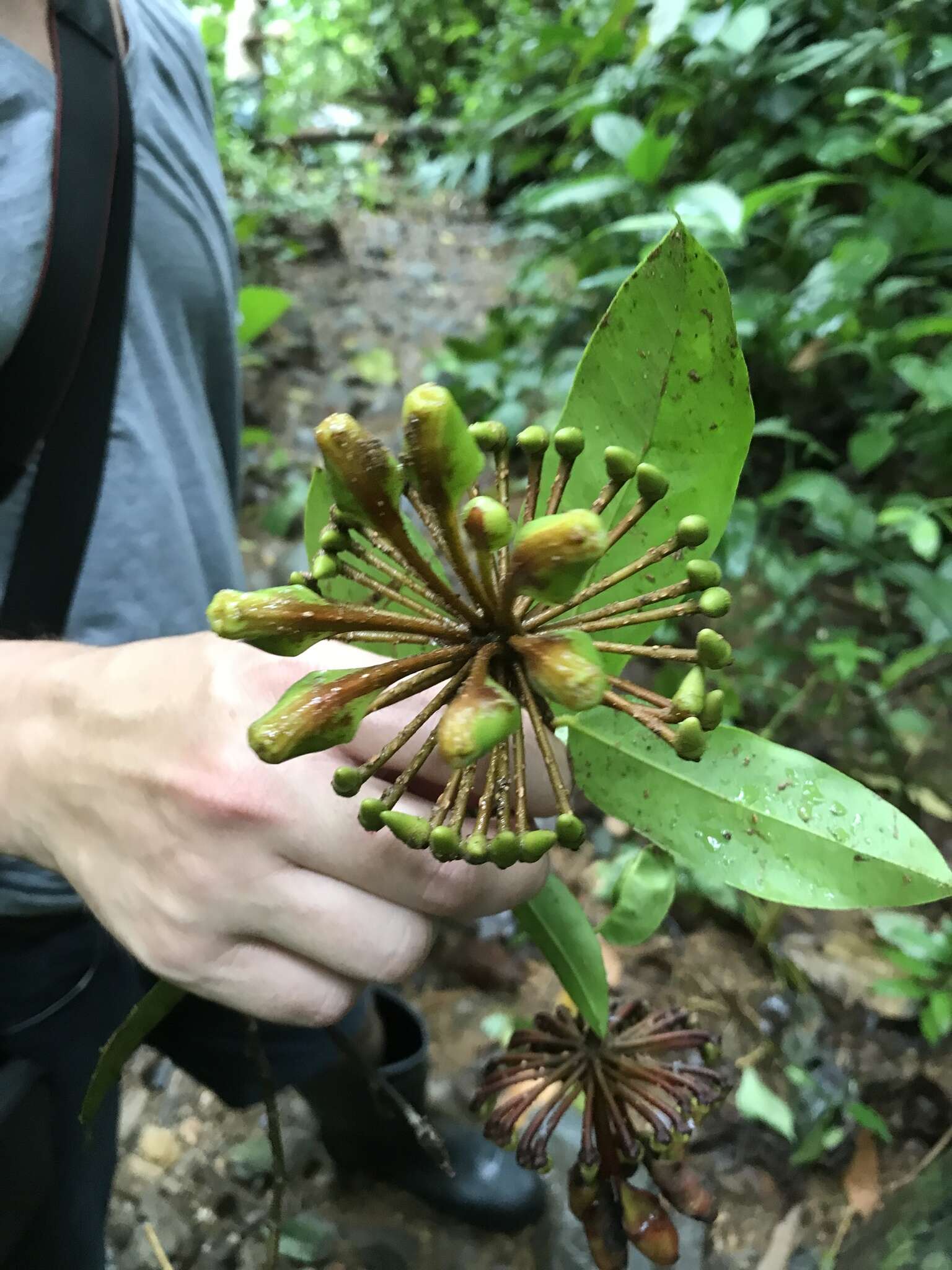 Image of Marcgravia nepenthoides Seem.