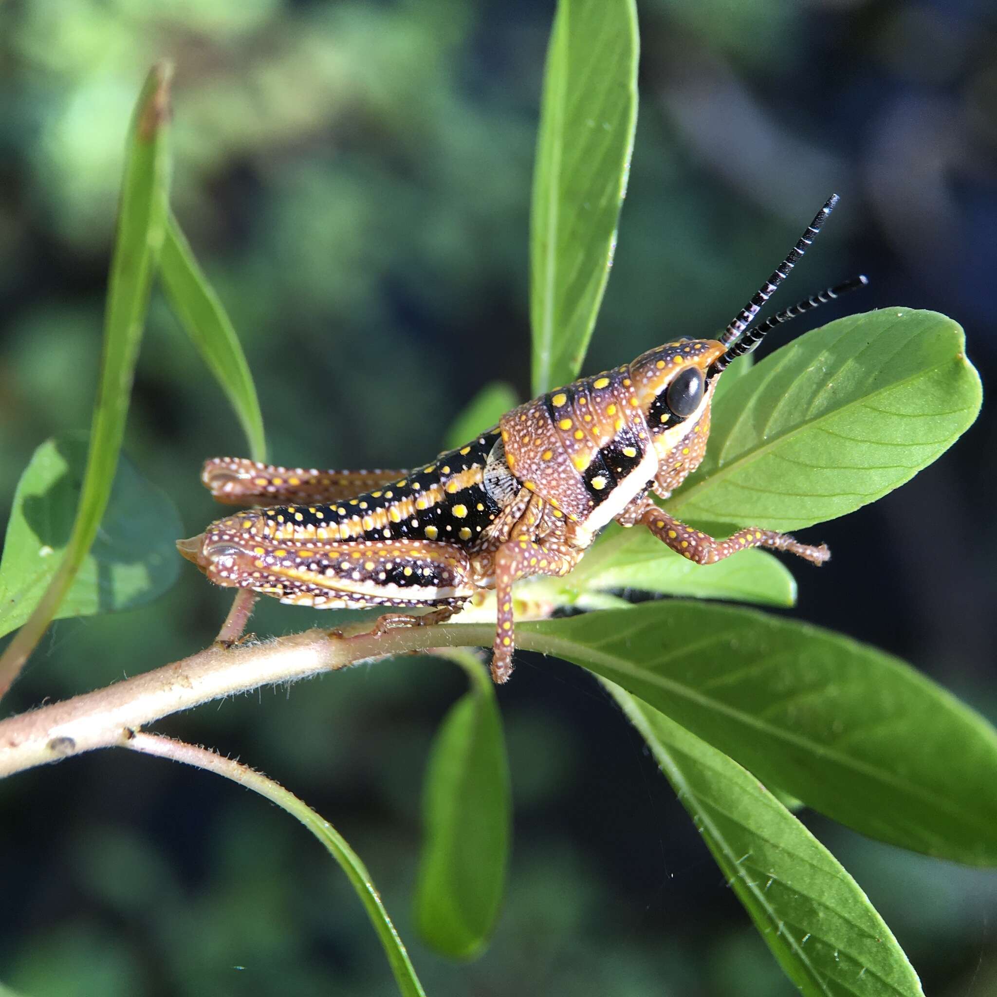 صورة Monistria pustulifera (Walker & F. 1871)