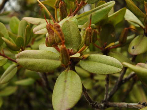 Image of Rhododendron mucronulatum subsp. sichotense (Pojark.) A. Khokhr.