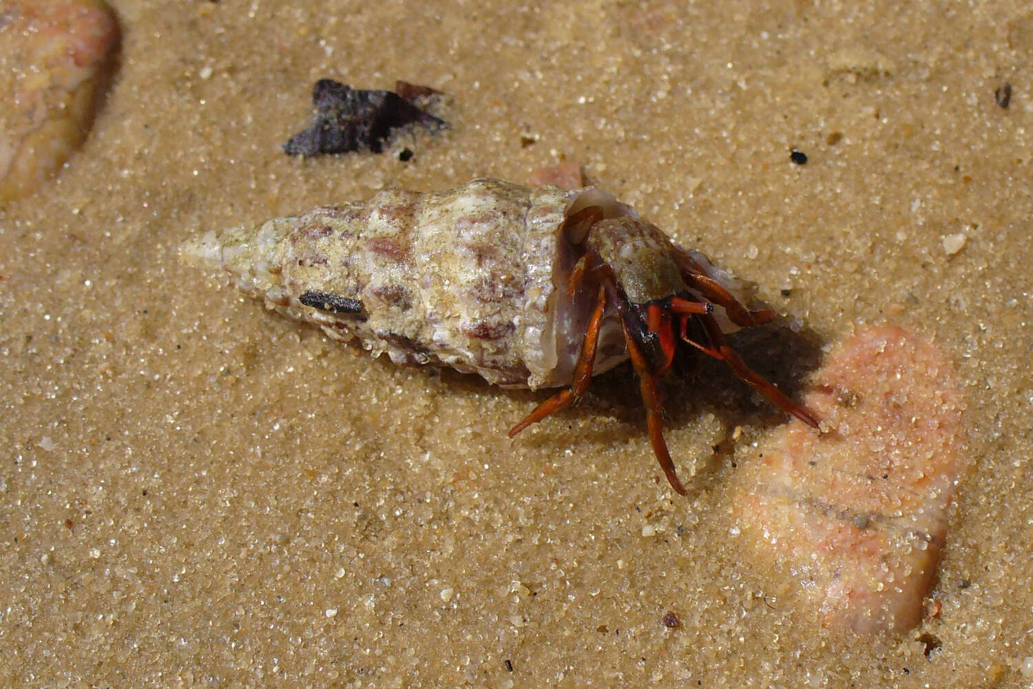 Image of Mediterranean intertidal hermit crab