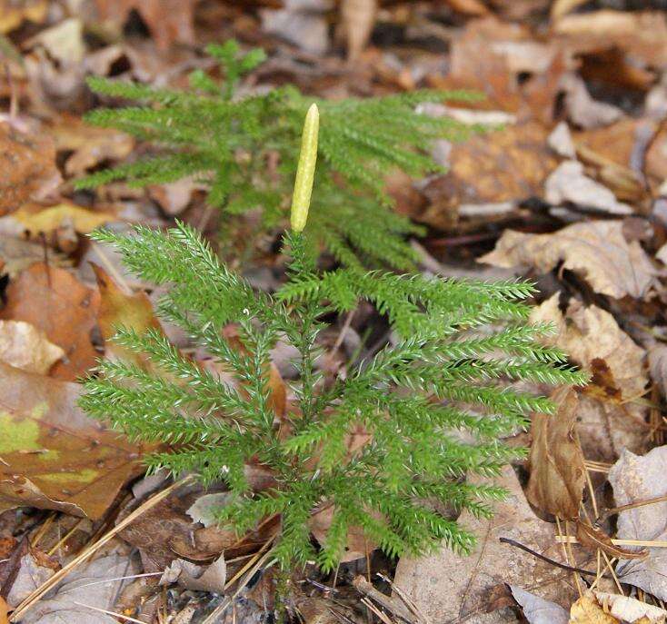 Image of clubmoss