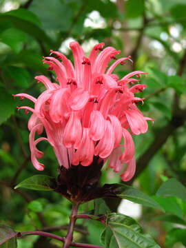 Image of Brazilian-plume