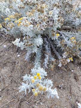 Image of Otanthus maritimus subsp. maritimus