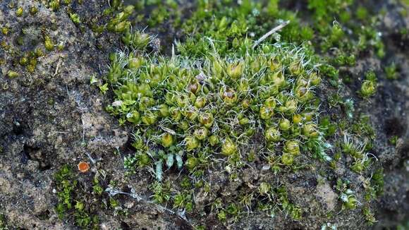 Image of sessile pterygoneurum moss