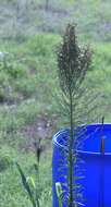 Image of Canadian Horseweed