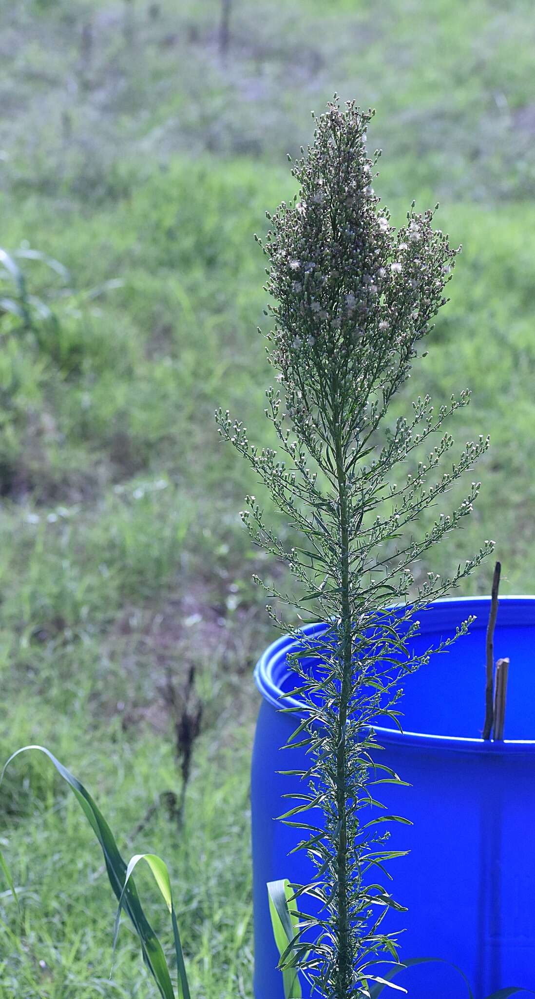 Image of Canadian Horseweed