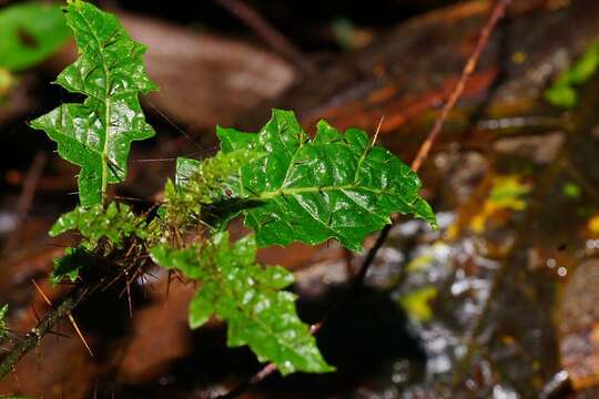 Image of Solanum prinophyllum Dun.