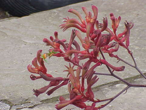 Image of Anigozanthos flavidus Redouté