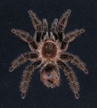 Image of Curlyhair tarantula