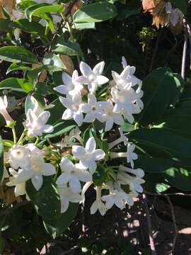 Image of Stephanotis floribunda Brongn.