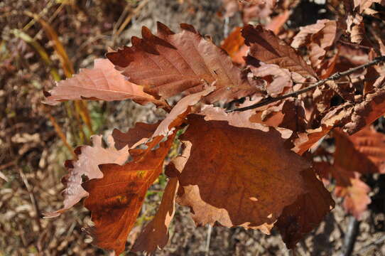 Quercus mongolica Fisch. ex Ledeb. resmi