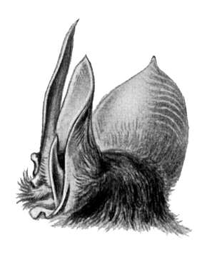 Image of Sword-nosed Bats.