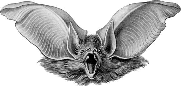 Image of Brown long-eared bat