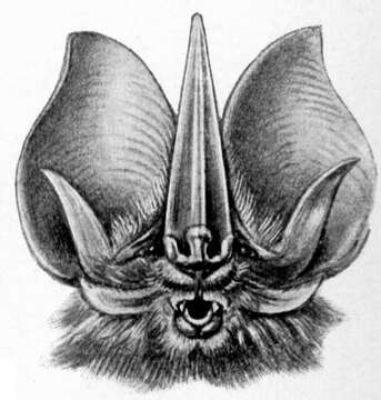 Image of Sword-nosed Bats.