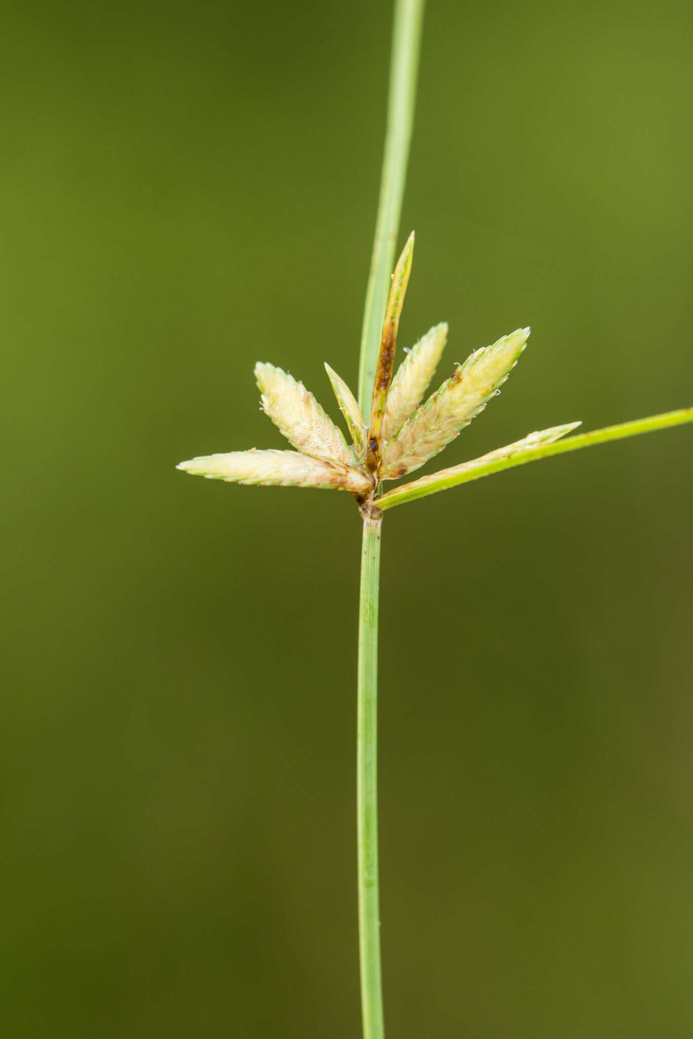 Imagem de Cyperus lanceolatus Poir.