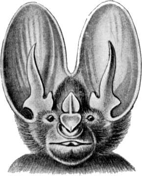 Image de Megadermatidae H. Allen 1864