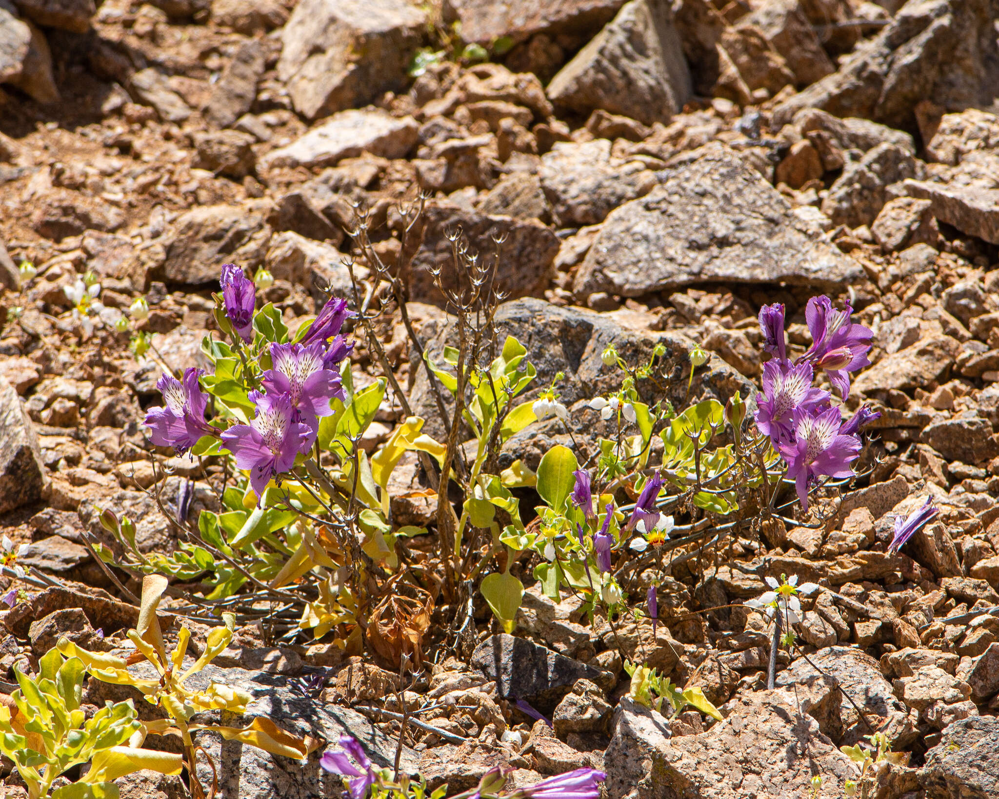 Image of Alstroemeria paupercula Phil.