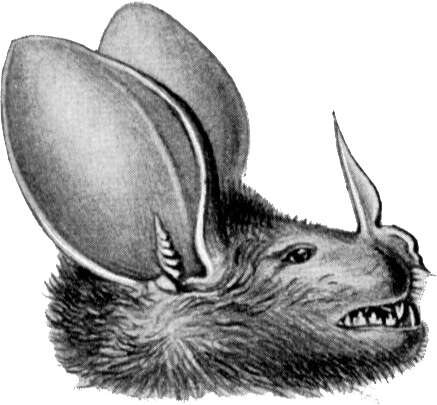 Image of big-eared woolly bat