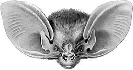 Image of White-striped Free-tailed Bat