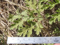 Image de Hedosyne ambrosiifolia (A. Gray) Strother