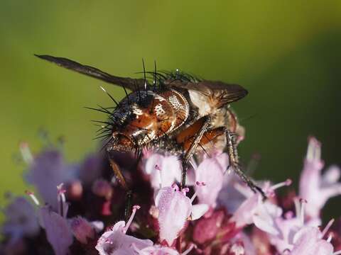 صورة Linnaemya vulpina (Fallen 1810)