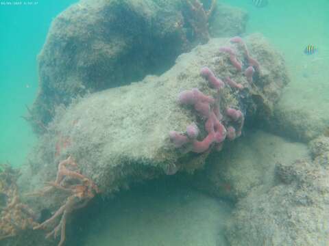 Image of lavender rope sponge